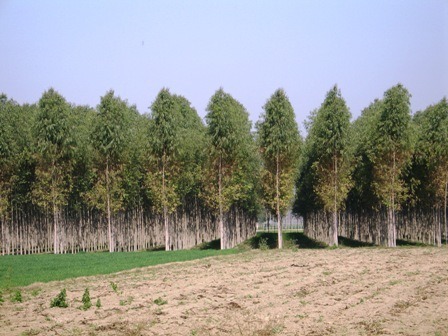 Eucalyptus tree cutting rules