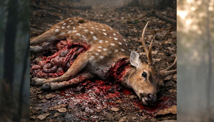 chital